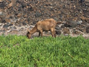 wild goat Hawaii