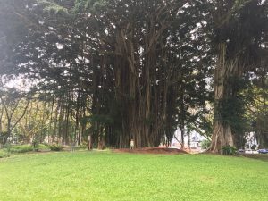 Banyan Trees on Banyan Drive Hilo Hawaii