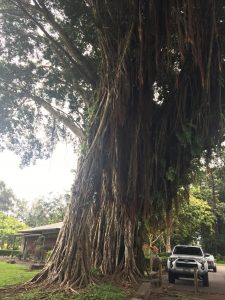 Banyan Trees on Banyan Drive Hilo Hawaii