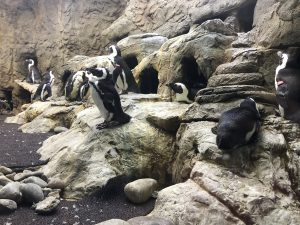 Gatlinburg Ripleys Aquarium of the Smokies penguins